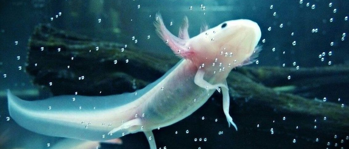 Spotlight: The Axolotl