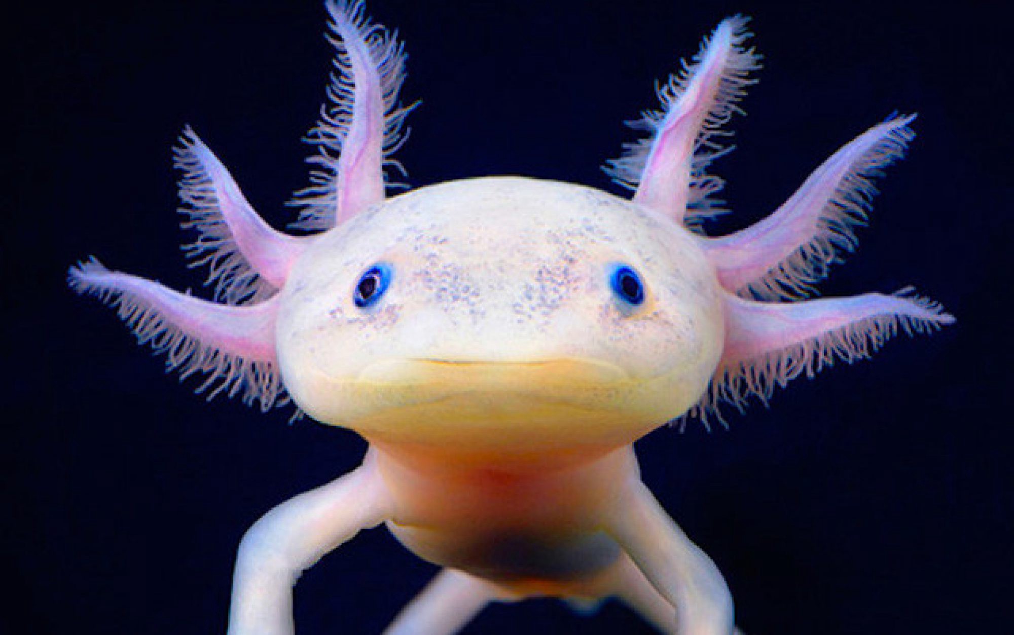 axolotl