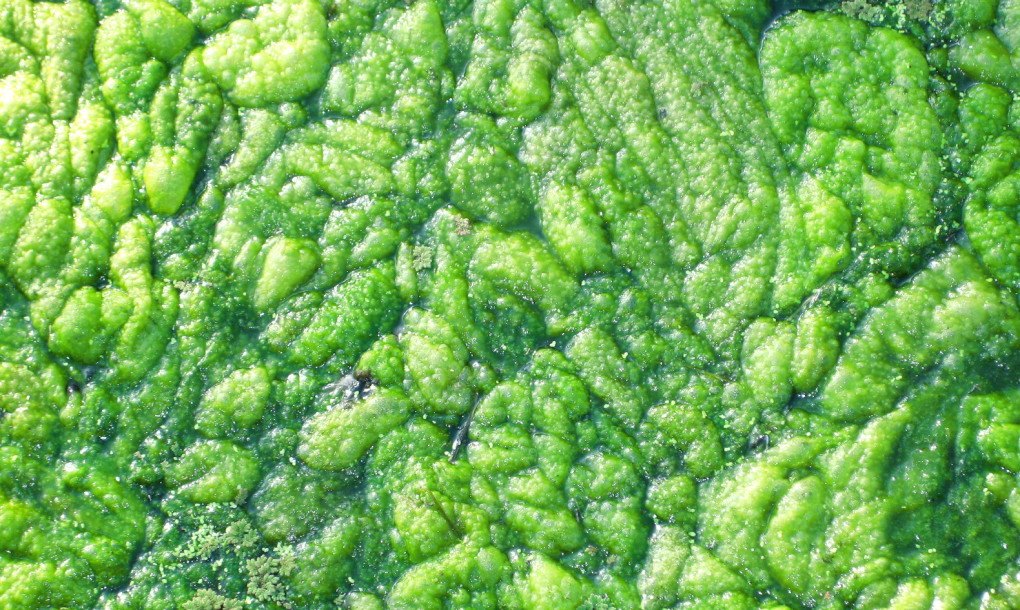 Spotlight: Algae