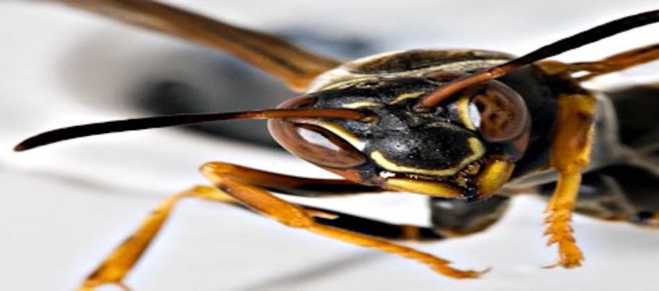 Face Off: Wasps trained to recognize cousins to avoid&nbsp;punishment