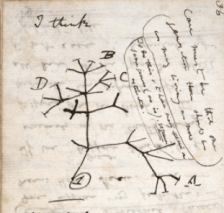 Darwin_tree