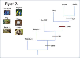 cladogram2