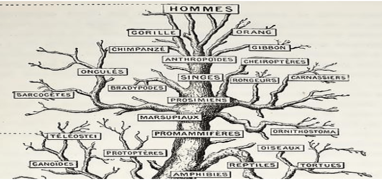 Systematics and understanding the Tree of&nbsp;Life