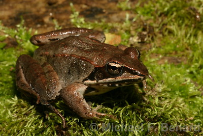 wood_frog