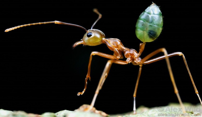 weaver_ant