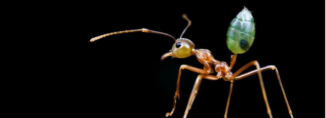Beast of the Week: The Weaver&nbsp;Ant