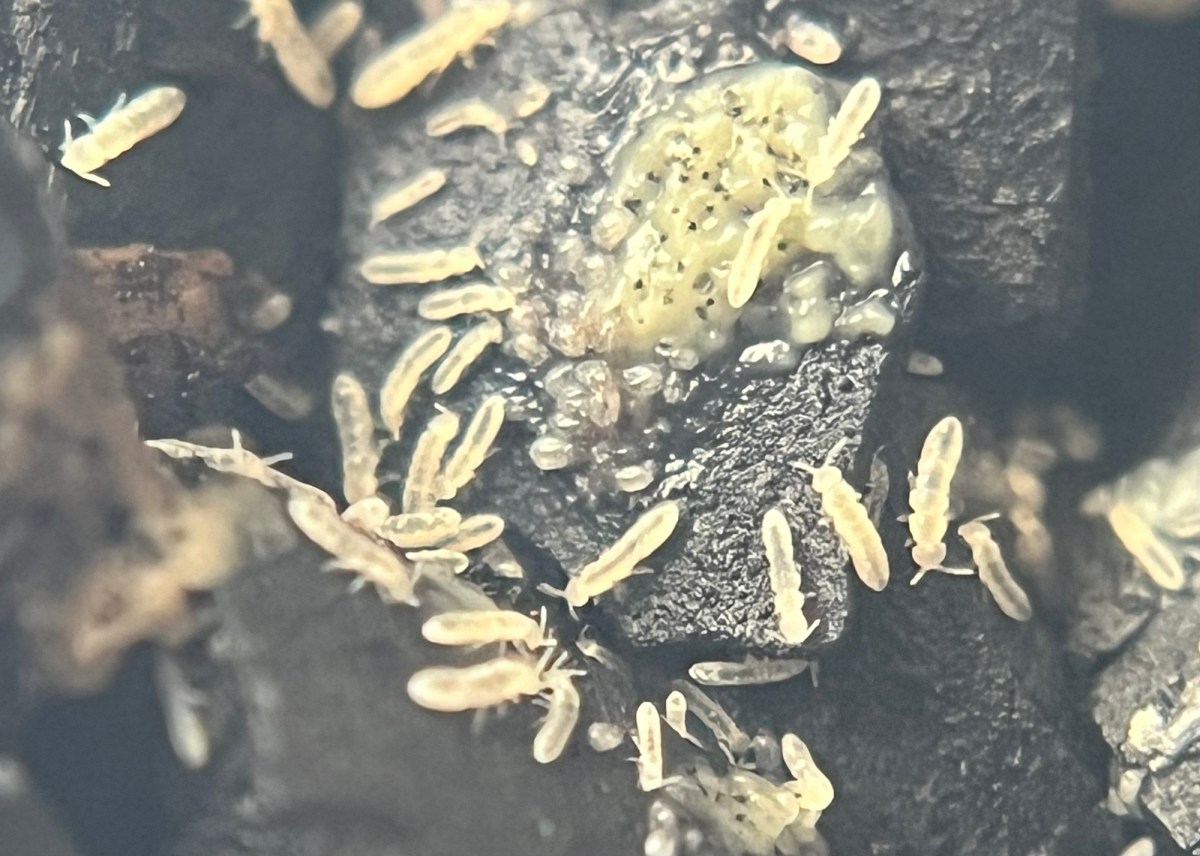 Notes on the White&nbsp;springtail